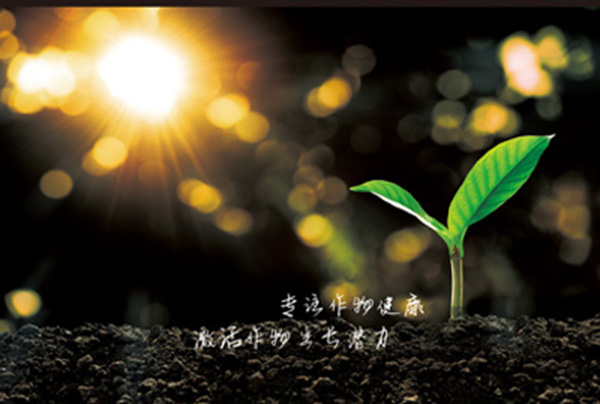 魔力果公司簡介